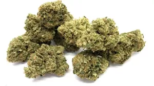 Greenhouse